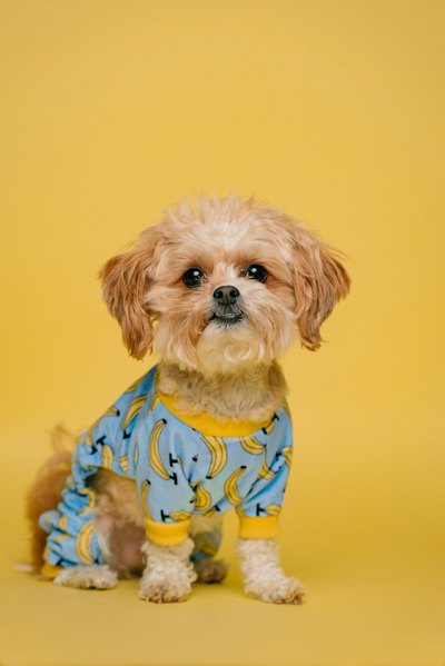 バナナ柄の服を着た小型犬