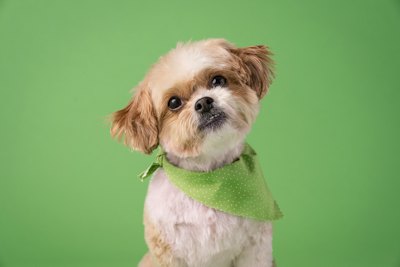 バンダナを巻いた小型犬