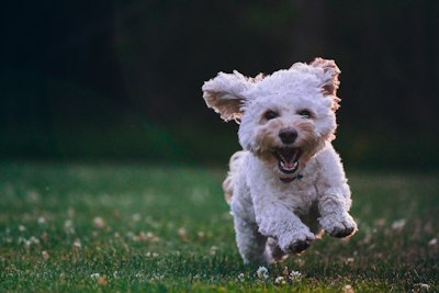 芝生を走る白い子犬