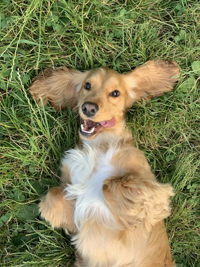 芝生に寝転ぶ犬