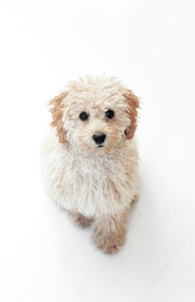 白い背景に座るトイプードルの子犬
