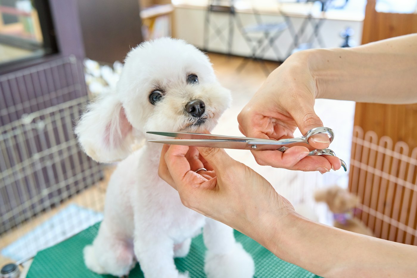 トリミングばさみで顔まわりを整えている白いトイプードル
