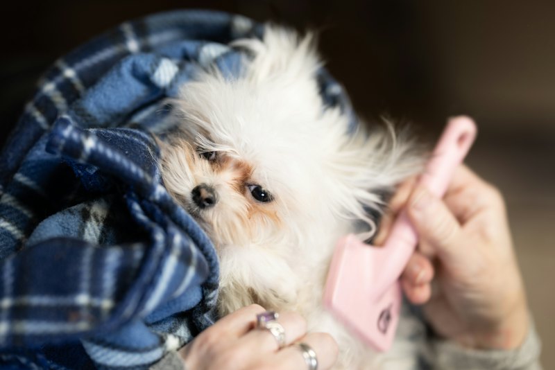 毛布にくるまれてブラッシングされる小型犬