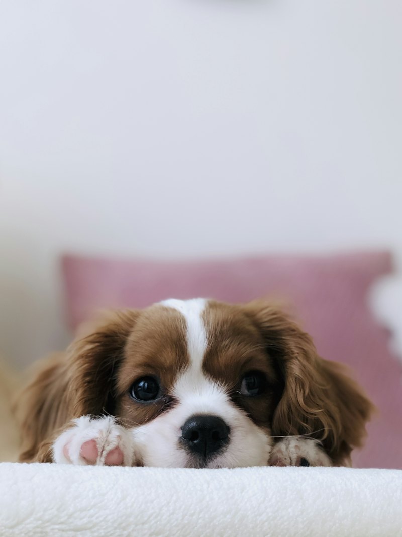 ふかふかのベッドでくつろぐキャバリア